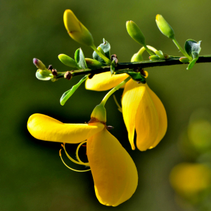 Photographie n°2461284 du taxon Cytisus scoparius (L.) Link [1822]