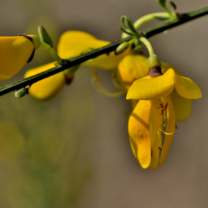 Photographie n°2461286 du taxon Cytisus scoparius (L.) Link [1822]