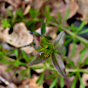 Photographie n°2461288 du taxon Galium aparine L. [1753]