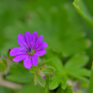 Photographie n°2461291 du taxon Geranium molle L. [1753]