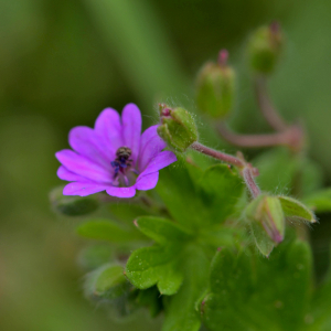 Photographie n°2461293 du taxon Geranium molle L. [1753]