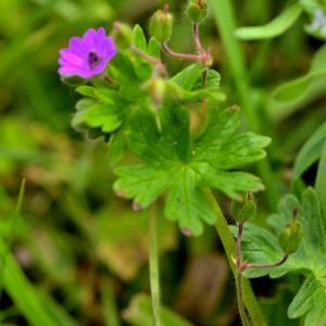 Photographie n°2461295 du taxon Geranium molle L. [1753]