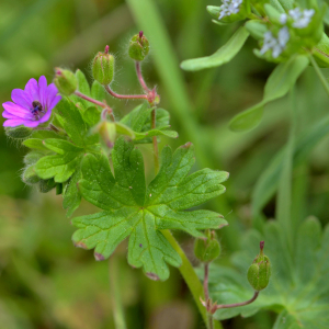 Photographie n°2461296 du taxon Geranium molle L. [1753]