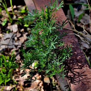 Photographie n°2461300 du taxon Lupinus angustifolius L. [1753]