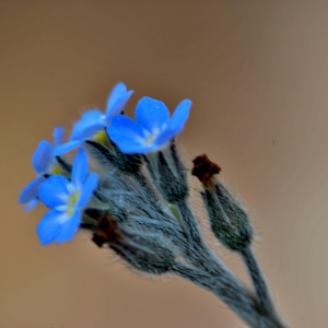 Photographie n°2461317 du taxon Myosotis arvensis (L.) Hill [1764]