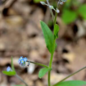 Photographie n°2461319 du taxon Myosotis arvensis (L.) Hill [1764]
