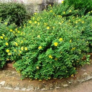 Photographie n°2461326 du taxon Hypericum x hidcoteense Hilling ex Geerinck