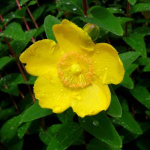 Photographie n°2461328 du taxon Hypericum x hidcoteense Hilling ex Geerinck