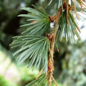 Photographie n°2461329 du taxon Cedrus atlantica (Manetti ex Endl.) Carrière [1855]