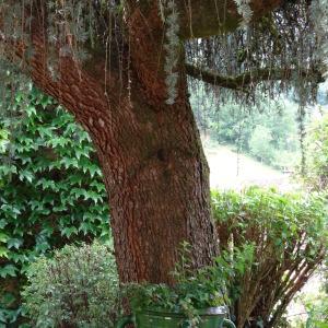 Photographie n°2461330 du taxon Cedrus atlantica (Manetti ex Endl.) Carrière [1855]