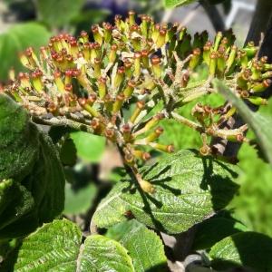 Photographie n°2461347 du taxon Viburnum lantana L. [1753]