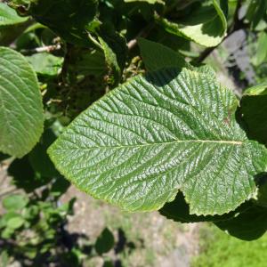 Photographie n°2461348 du taxon Viburnum lantana L. [1753]