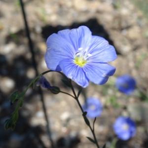 Photographie n°2461355 du taxon Linum austriacum subsp. collinum (Guss. ex Boiss.) Nyman [1878]