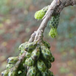 Photographie n°2461358 du taxon Taxodium distichum (L.) Rich. [1810]