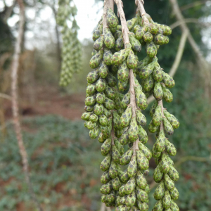 Photographie n°2461359 du taxon Taxodium distichum (L.) Rich. [1810]