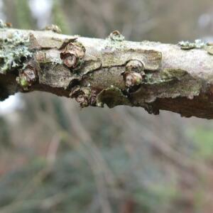 Photographie n°2461361 du taxon Taxodium distichum (L.) Rich. [1810]