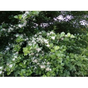 Crataegus persimilis Sarg. (Broad-leaved Cockspurthorn)