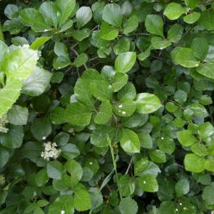 Photographie n°2461389 du taxon Crataegus prunifolia (Poir.) Pers. [1807]