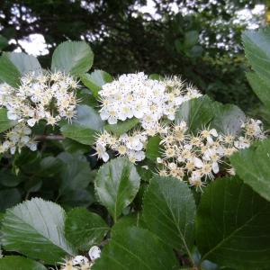 Photographie n°2461390 du taxon Crataegus prunifolia (Poir.) Pers. [1807]