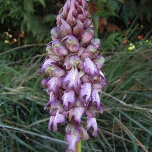 Photographie n°2461399 du taxon Himantoglossum robertianum (Loisel.) P.Delforge