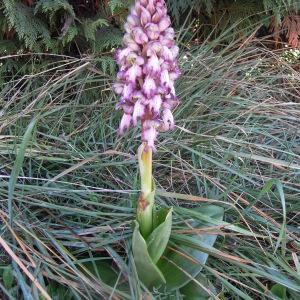 Photographie n°2461400 du taxon Himantoglossum robertianum (Loisel.) P.Delforge