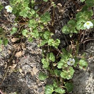 Photographie n°2461428 du taxon Veronica cymbalaria Bodard [1798]