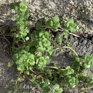 Photographie n°2461429 du taxon Veronica cymbalaria Bodard [1798]