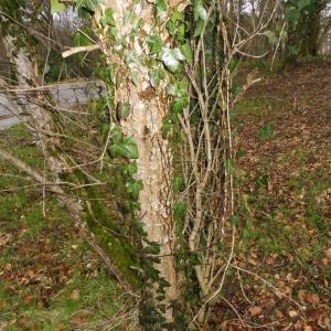 Photographie n°2461485 du taxon Crataegus prunifolia (Poir.) Pers. [1807]