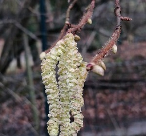 Photographie n°2461550 du taxon Corylus avellana L.