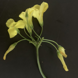 Photographie n°2461572 du taxon Oxalis pes-caprae L. [1753]