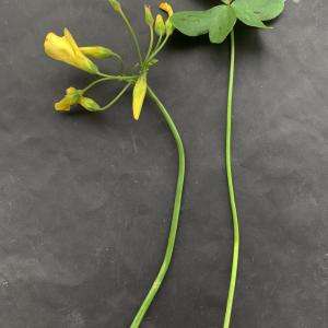 Photographie n°2461573 du taxon Oxalis pes-caprae L. [1753]