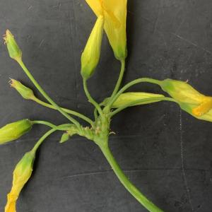 Photographie n°2461575 du taxon Oxalis pes-caprae L. [1753]