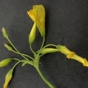Photographie n°2461576 du taxon Oxalis pes-caprae L. [1753]