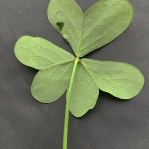 Photographie n°2461578 du taxon Oxalis pes-caprae L. [1753]
