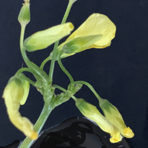 Photographie n°2461580 du taxon Oxalis pes-caprae L. [1753]