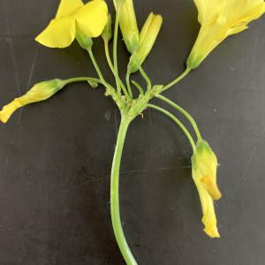 Photographie n°2461581 du taxon Oxalis pes-caprae L. [1753]