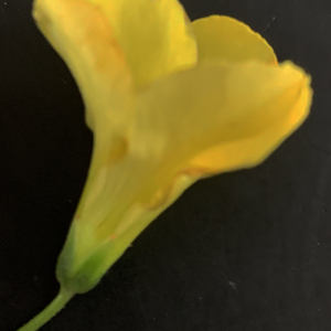 Photographie n°2461582 du taxon Oxalis pes-caprae L. [1753]