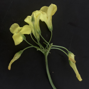 Photographie n°2461584 du taxon Oxalis pes-caprae L. [1753]