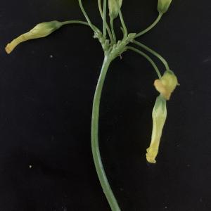 Photographie n°2461585 du taxon Oxalis pes-caprae L. [1753]
