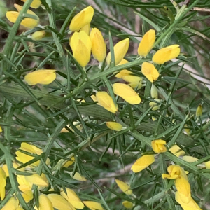 Photographie n°2461589 du taxon Ulex parviflorus Pourr. [1788]