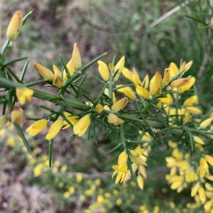 Photographie n°2461590 du taxon Ulex parviflorus Pourr. [1788]