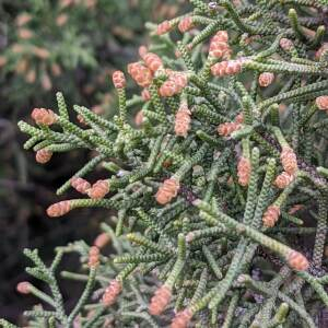 - Juniperus phoenicea L. [1753]
