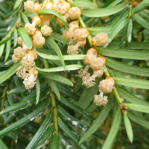 Photographie n°2461652 du taxon Taxus baccata L. [1753]