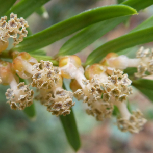 Photographie n°2461655 du taxon Taxus baccata L. [1753]