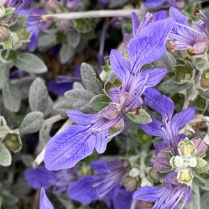 Photographie n°2461708 du taxon Teucrium fruticans L. [1753]