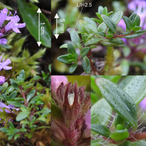 Photographie n°2461729 du taxon Thymus serpyllum subsp. serpyllum