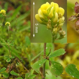 Photographie n°2461730 du taxon Medicago lupulina L.