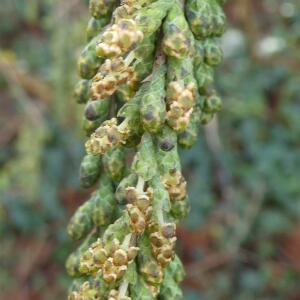 Photographie n°2461750 du taxon Taxodium distichum (L.) Rich. [1810]