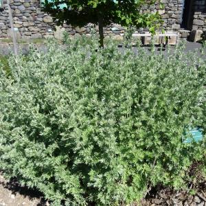 Photographie n°2461776 du taxon Artemisia absinthium L. [1753]