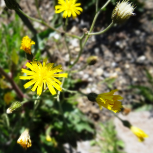  - Hieracium vulgatum Fr. [1819]